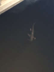 Carcharhinus limbatus