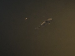 Carcharhinus limbatus