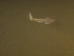 Carcharhinus limbatus