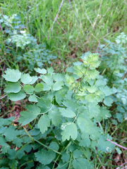 Thalictrum fendleri polycarpum