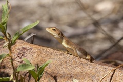 Diporiphora magna