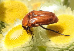Leucocelis rubra