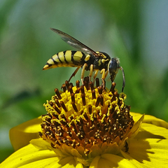 Bicyrtes capnopterus