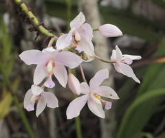 Spathoglottis pacifica