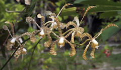 Arachnis flos-aeris