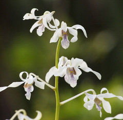 Dendrobium gouldii