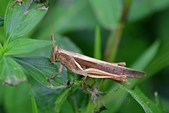 Stenocatantops mistshenkoi