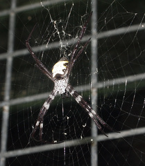 Argiope aetherea