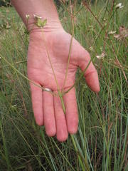 Alepidea natalensis