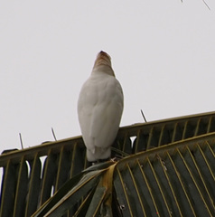 Cacatua ducorpsii