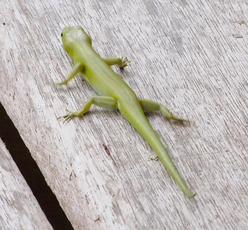 Prasinohaema virens observed 2011-11-18