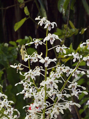 Dendrobium gouldii