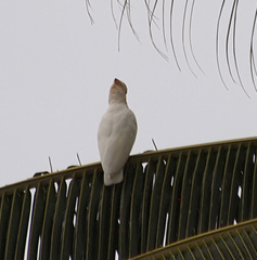 Cacatua ducorpsii