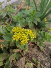 Phedimus kamtschaticus