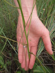 Alepidea natalensis