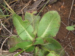 Alepidea natalensis