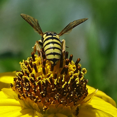 Bicyrtes capnopterus