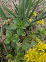 Phedimus kamtschaticus