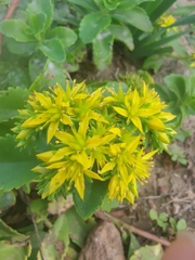 Phedimus kamtschaticus