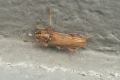 Eburida quadriguttata