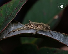 Stephanopis altifrons