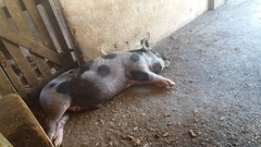 Sus scrofa domesticus