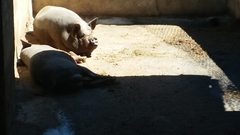 Sus scrofa domesticus