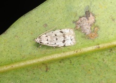 Autosticha calceata