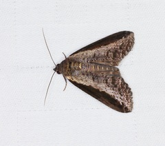 Lophoptera squammigera