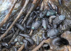 Thanatophilus micans