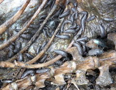 Thanatophilus micans