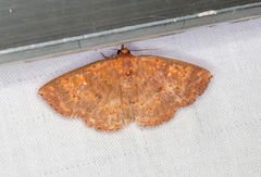 Sarobides inconclusa