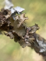 Tuckermanopsis americana