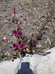 Celosia spicata