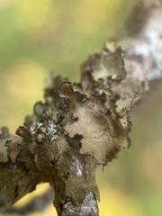 Tuckermanopsis americana