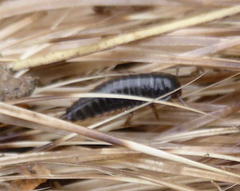 Thanatophilus micans