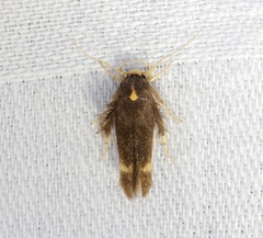 Stathmopoda masinissa