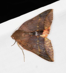 Thyas juno