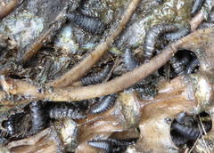 Thanatophilus micans