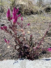 Celosia spicata