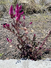 Celosia spicata