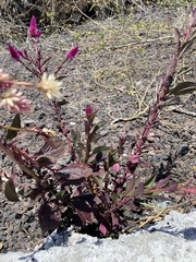 Celosia spicata