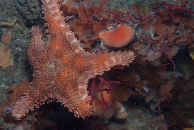 Cobbled Sea Star