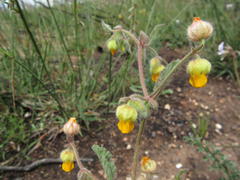 Hermannia althaeifolia