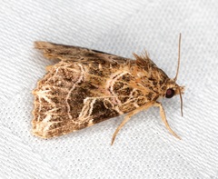 Callopistria exotica