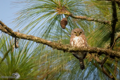 Glaucidium gnoma cobanense