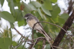 Rhipidura rufiventris