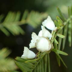 Taxodiomyia cupressi image