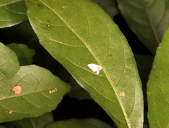 Neoduma kuangtungensis