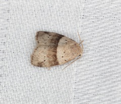 Stictane rectilinea chinesica